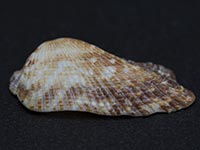Archenmuschel